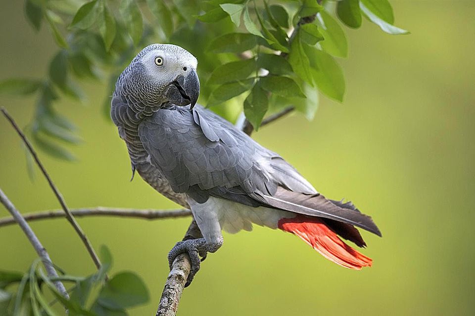 African Grey