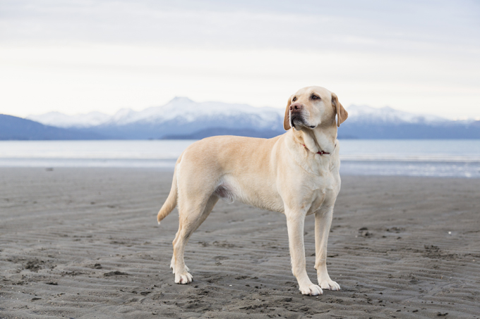 yellow lab