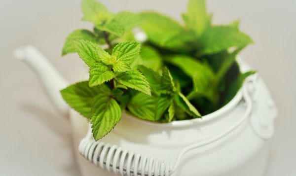 Peppermint for Headaches