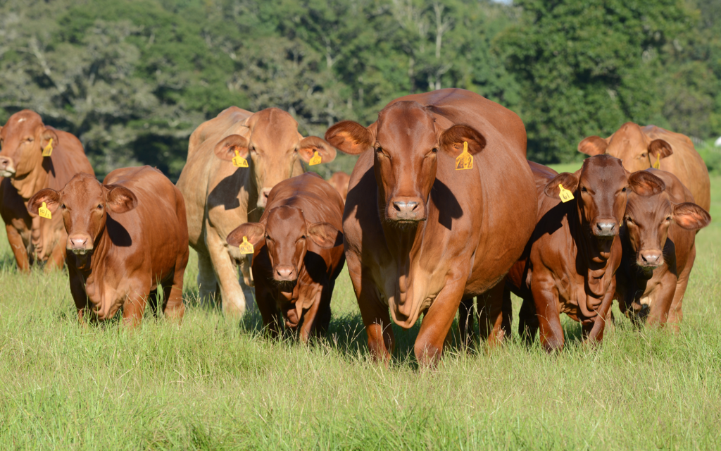 10 Best Grass Fed Grass Finished Cattle Breeds Brainz
