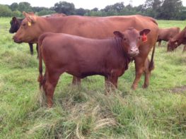 10 Best Grass-Fed, Grass-Finished Cattle Breeds – Brainz